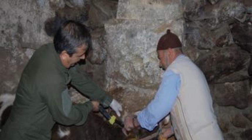 Hayvanları, Damızlık Sığır Yetiştiricileri Birliği k&uuml;peleyecek