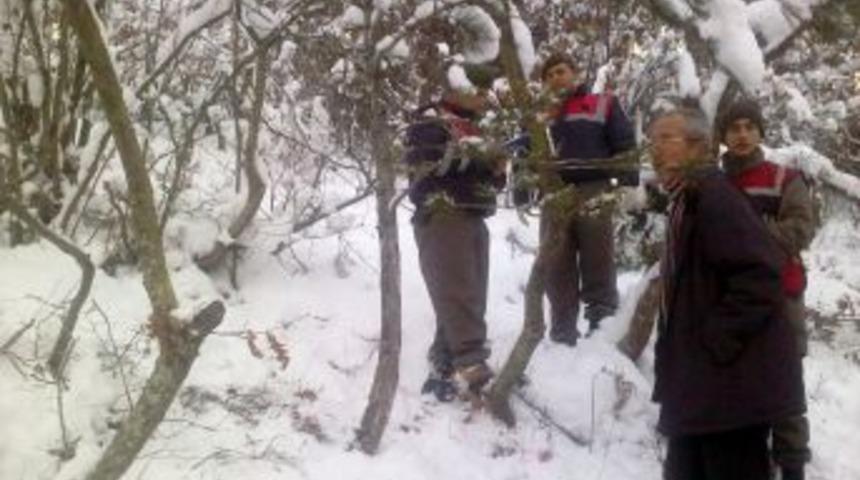 &Ccedil;oban, donarak &ouml;ld&uuml;