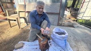 Çuval çuval getiriyorlar! 5 kilodan 1 kilo çıkıyor: Fiyatı 500 TL