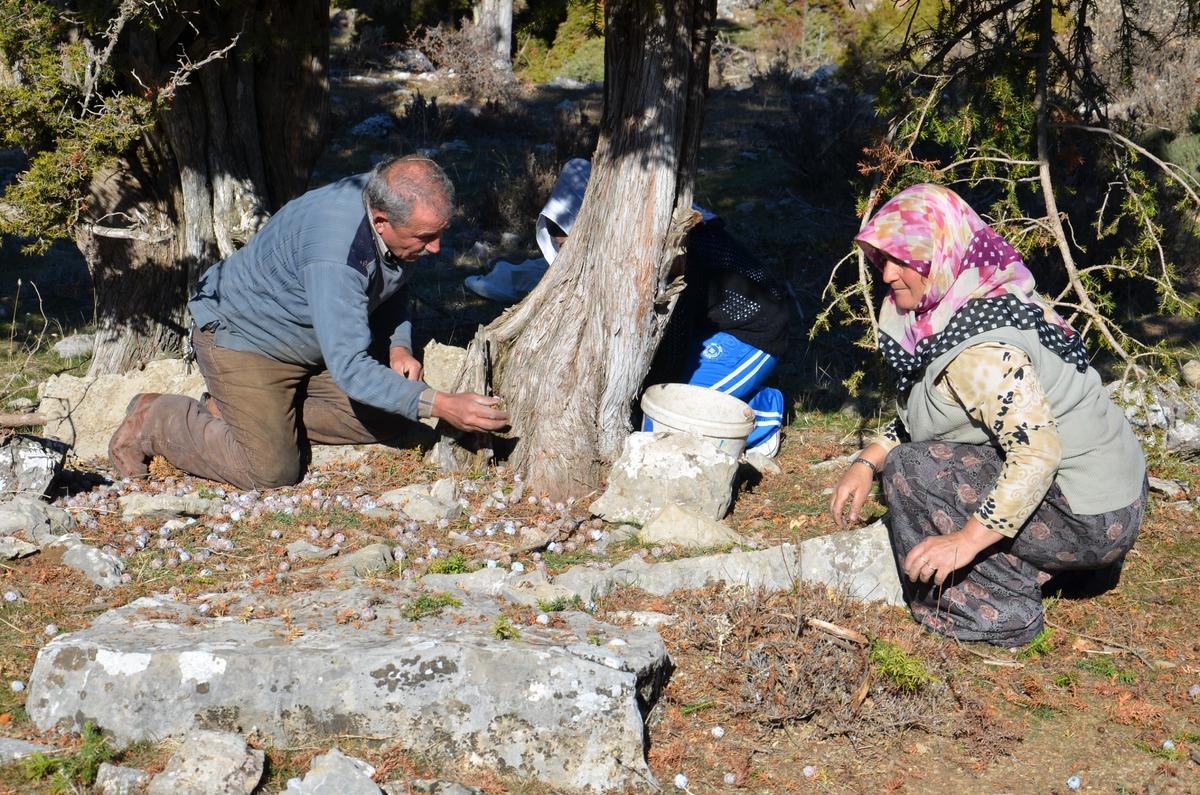 Çuval çuval getiriyorlar! 5 kilodan 1 kilo çıkıyor: Fiyatı 500 TL 4