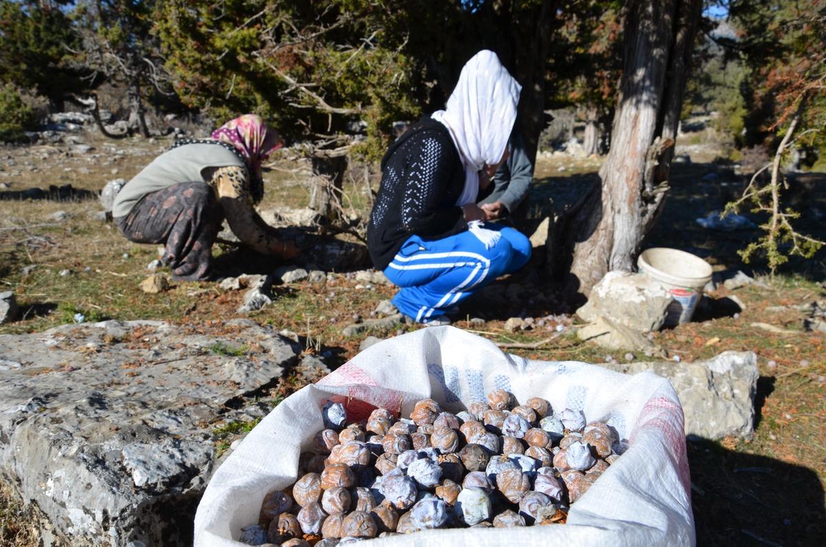 Çuval çuval getiriyorlar! 5 kilodan 1 kilo çıkıyor: Fiyatı 500 TL 6