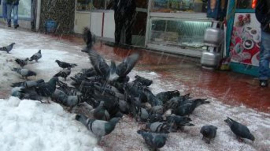 A&ccedil; kalan g&uuml;vercinleri esnaf doyuruyor