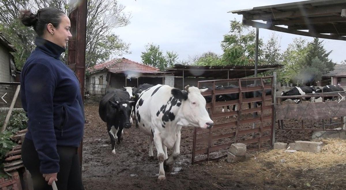 Hem annelik hem çiftçilik yapıyor! 5 hayvanla başladı, sayıyı 30 a çıkardı 6