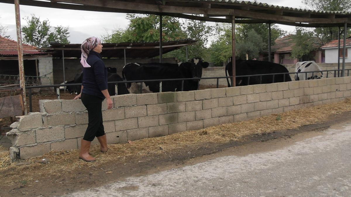Hem annelik hem çiftçilik yapıyor! 5 hayvanla başladı, sayıyı 30 a çıkardı 2