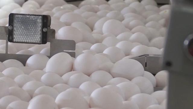 Türkiye'nin yumurta ihracatı 9 ayda 418 milyon doları aştı