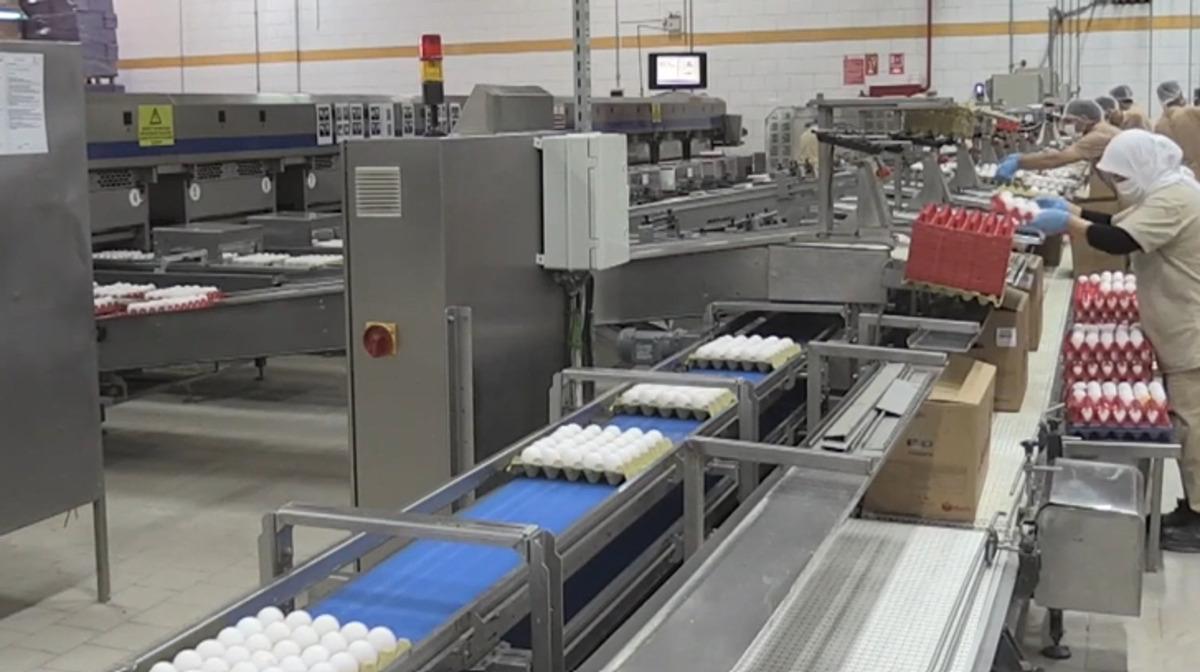 T&uuml;rkiye nin yumurta ihracatı 9 ayda 418 milyon doları aştı 2