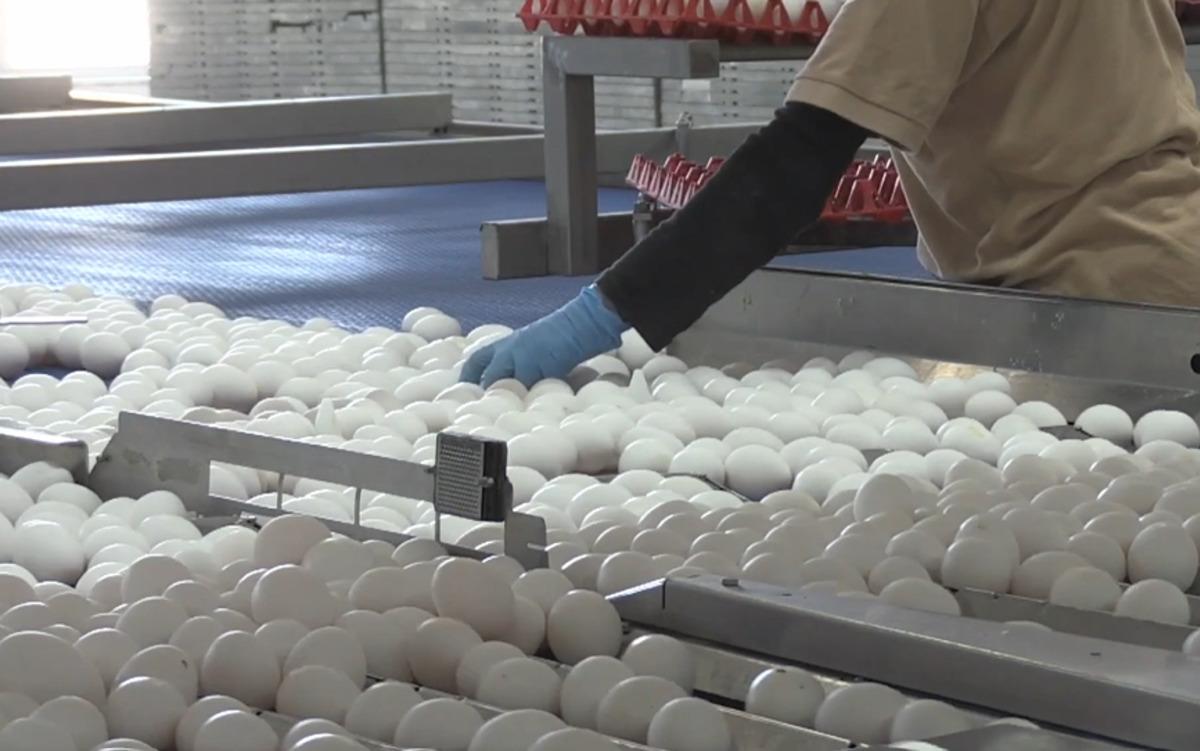 T&uuml;rkiye nin yumurta ihracatı 9 ayda 418 milyon doları aştı 1
