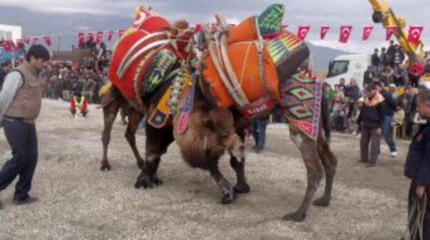 Sezonun ilk deve g&uuml;reşinde 45 deve kozlarını paylaştı