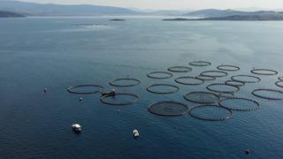 Muğla'dan su ürünleri ihracatı 9 ayda 630 milyon 901 bin dolara ulaştı