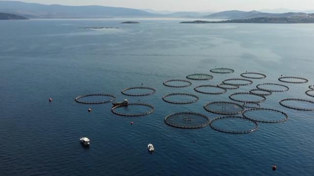 Muğla'dan su ürünleri ihracatı 9 ayda 630 milyon 901 bin dolara ulaştı