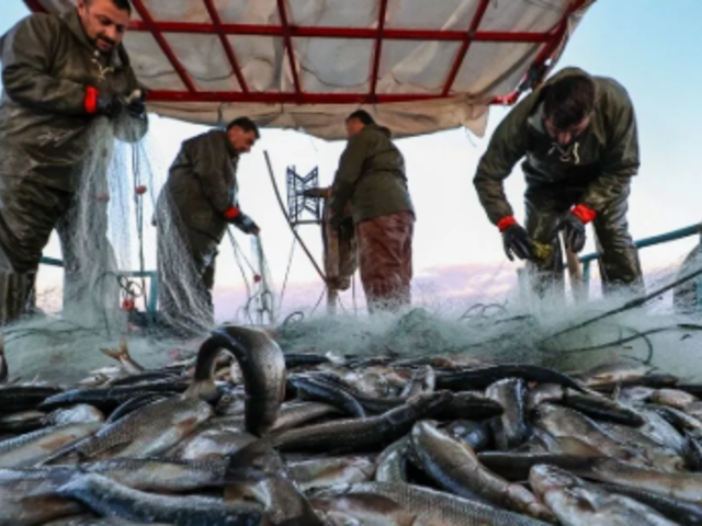 Satış fiyatı 39 liraya d&uuml;şt&uuml;, maliyeti 100 bin lira: Balık&ccedil;ılar isyan etti!