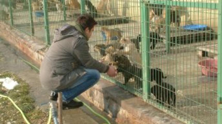 D&uuml;zce&rsquo;deki k&ouml;pek barınağı konforuyla dikkat &ccedil;ekiyor