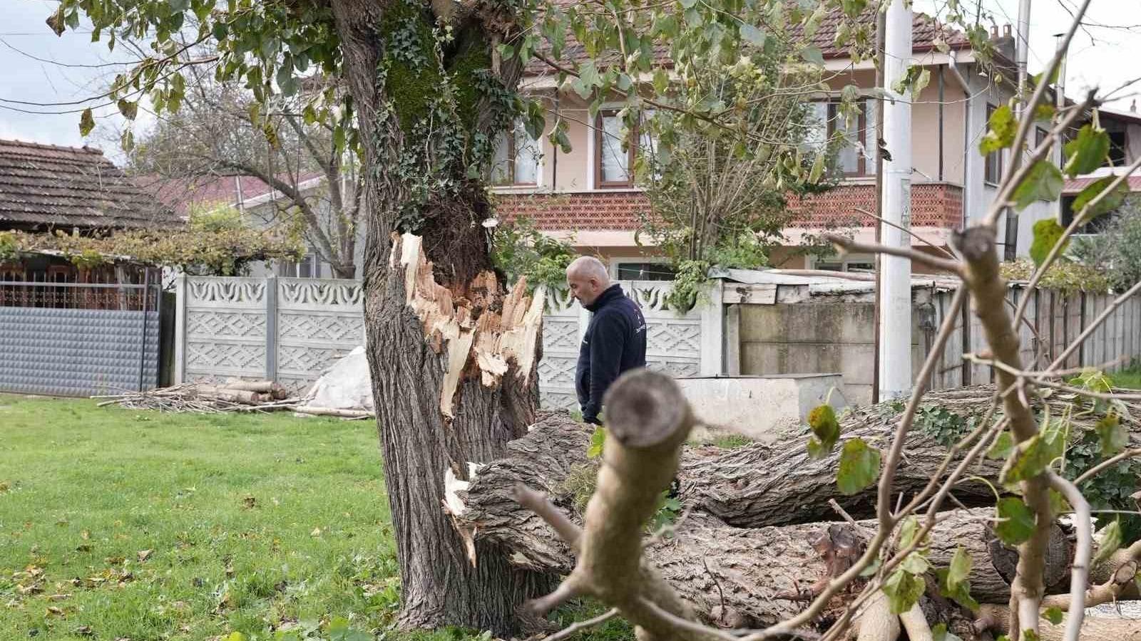 Düzce’de fırtınada devrilen ağaçlar kaldırılıyor