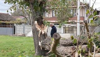 D&uuml;zce&rsquo;de fırtınada devrilen ağa&ccedil;lar kaldırılıyor
