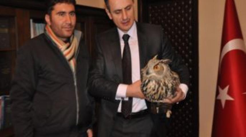 Yaral baykuşa Kaymakam G&uuml;naydın sahip &ccedil;ıktı