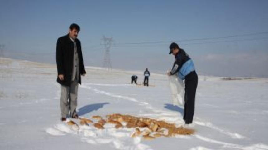 Belediyeden a&ccedil; kalan yaban hayvanlarına yiyecek desteği