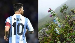 Lionel Messi'nin ismi keşfedilen bir bitkiye verildi!