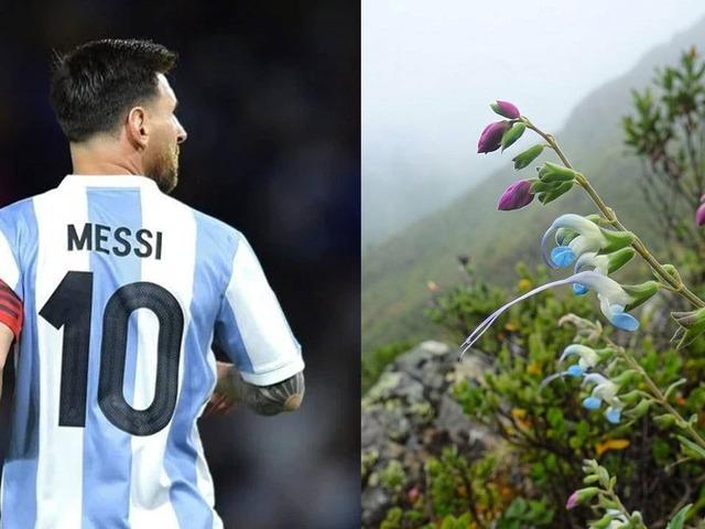 Lionel Messi'nin ismi keşfedilen bir bitkiye verildi!