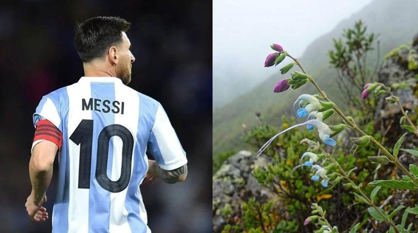 Arjantinli futbolcu Lionel Messi'nin ismi, Peru'da keşfedilen bir bitkiye verildi