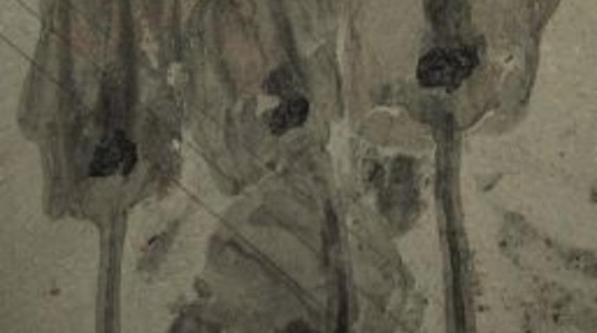 500 milyon yıllık lale benzeri ‘tuhaf’ bir canlının fosili bulundu