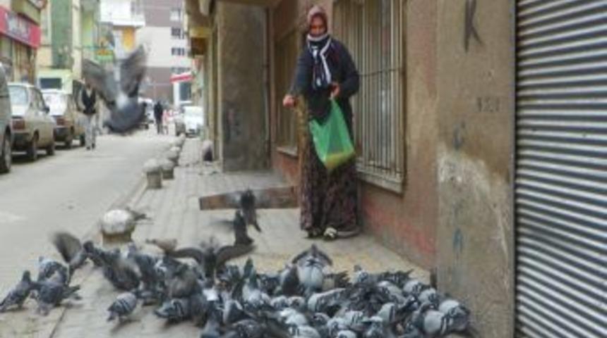 Her sabah sokağındaki kuşları yemliyor