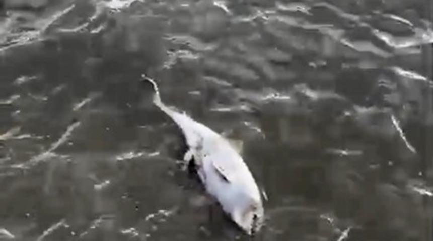 Fırtına sonrası &ouml;l&uuml; yunus kıyıya vurdu
