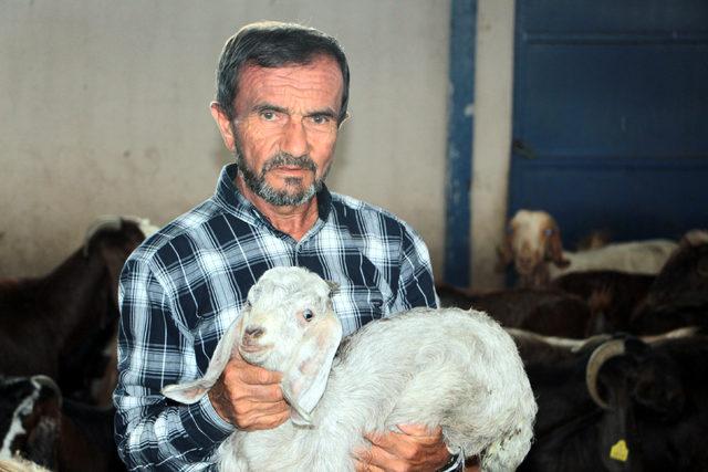 Hibeyle kurduğu işletmede keçi eti ve sütü üretiyor