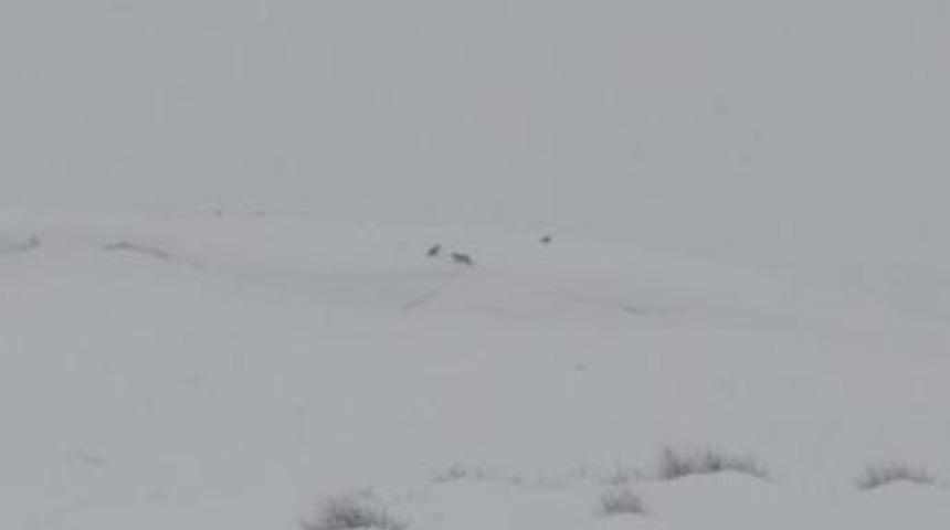 Bitlis'te kurtlar yiyecek i&ccedil;in şehir merkezlerine kadar indi