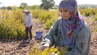 Emek, sabır ve ustalık gerektiriyor! Midyat'ın bağlarında yetiştirip pekmeze d&ouml;n&uuml;ş&uuml;yor
