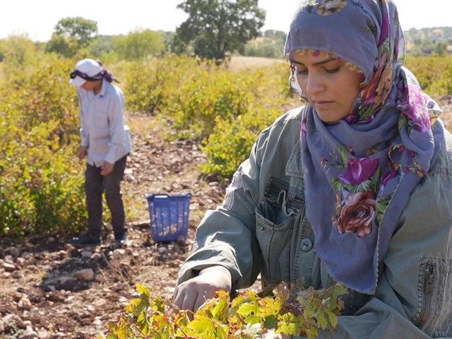 Emek, sabır ve ustalık gerektiriyor! Midyat'ın bağlarında yetişip pekmeze d&ouml;n&uuml;ş&uuml;yor
