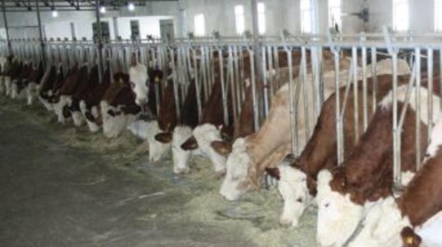 Kafkas &Uuml;niversitesi s&uuml;t hijyenini Avrupa Birliği projesi ile artıracak