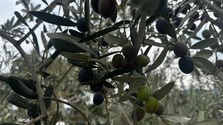290 bin ton zeytin bekleniyor, erken hasat fiyatı belli oldu!