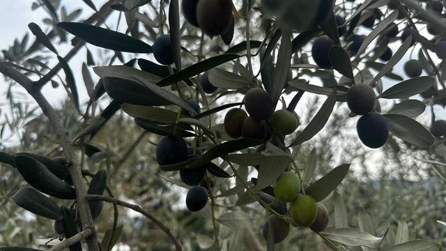 290 bin ton zeytin bekleniyor, erken hasat fiyatı belli oldu!