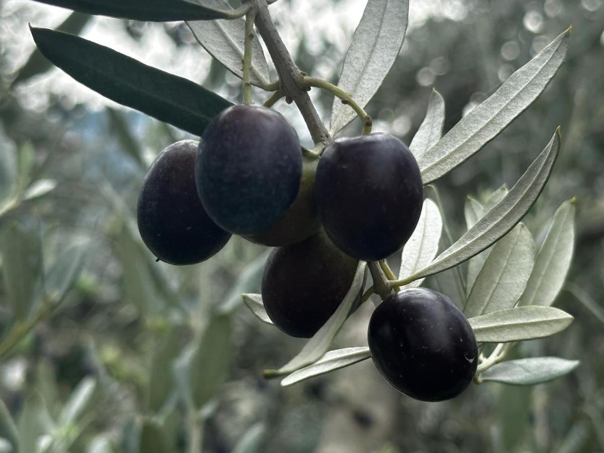 290 bin ton zeytin bekleniyor, erken hasat fiyatı belli oldu! 1