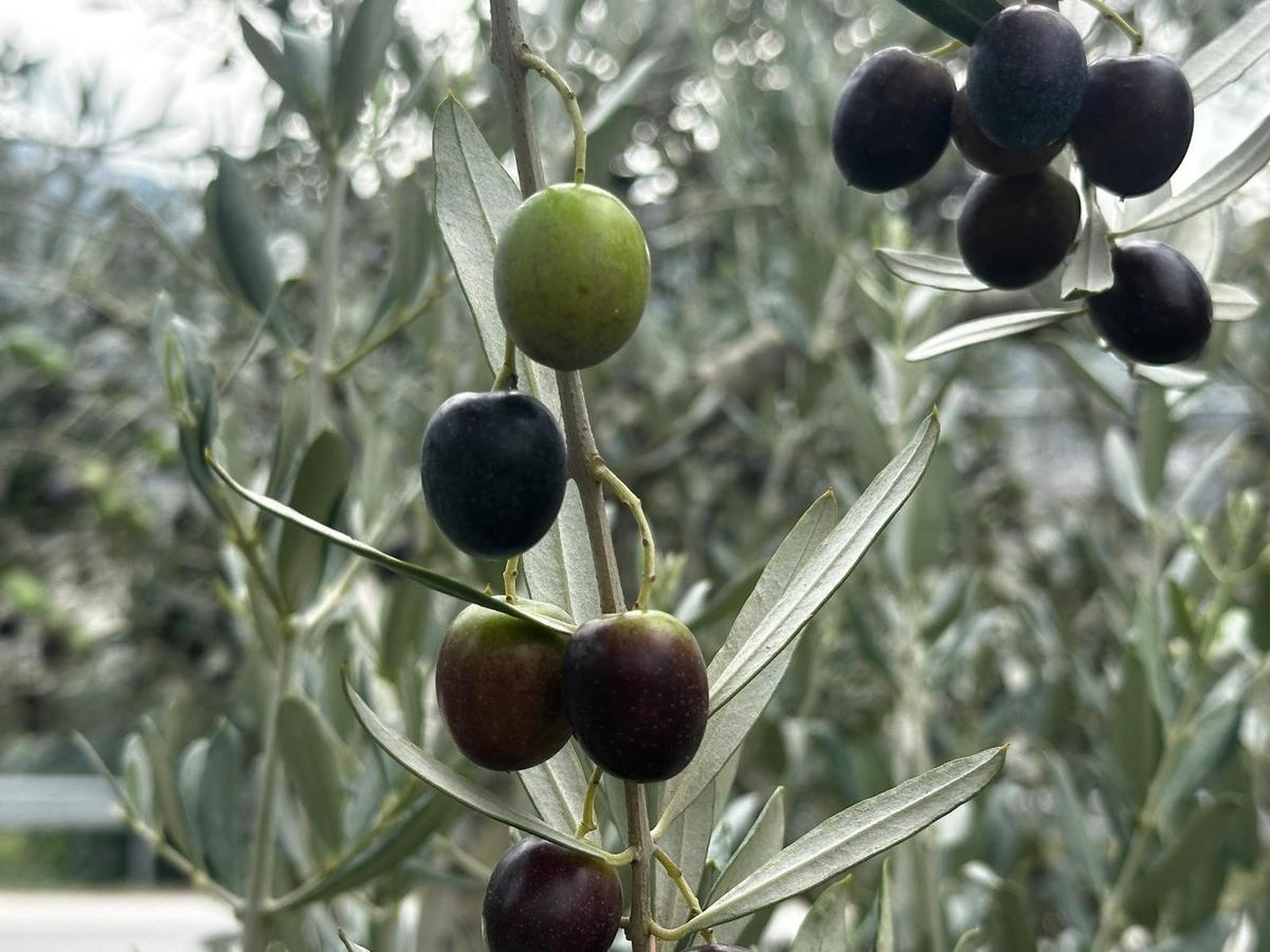 290 bin ton zeytin bekleniyor, erken hasat fiyatı belli oldu! 2