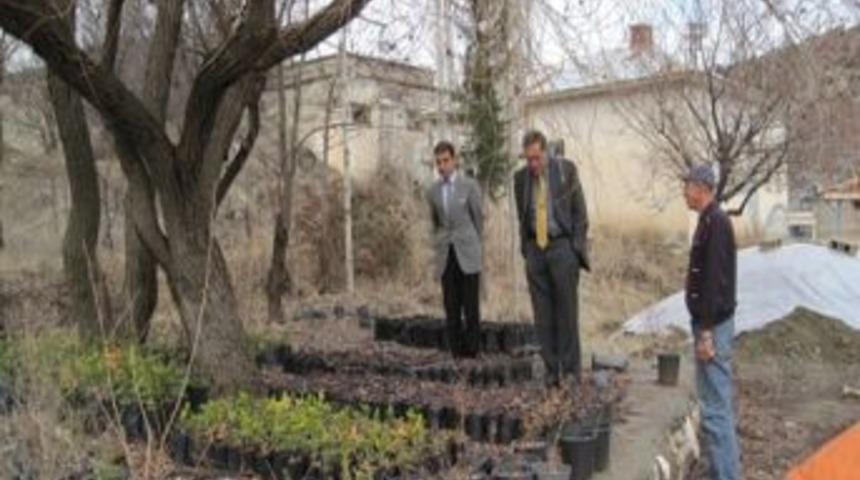 G&ouml;lbaşı Belediyesi kendi &ccedil;i&ccedil;eğini yetiştiriyor