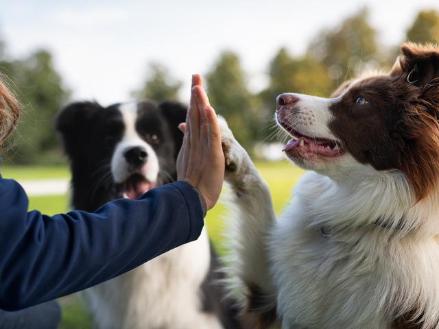 K&ouml;peklerle ilgili şaşırtıcı 5 ger&ccedil;ek! Duygularınızı b&ouml;yle anlıyorlar