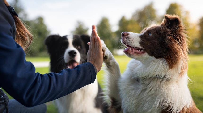 K&ouml;peklerle ilgili şaşırtıcı 5 ger&ccedil;ek! Duygularınızı b&ouml;yle anlıyorlar