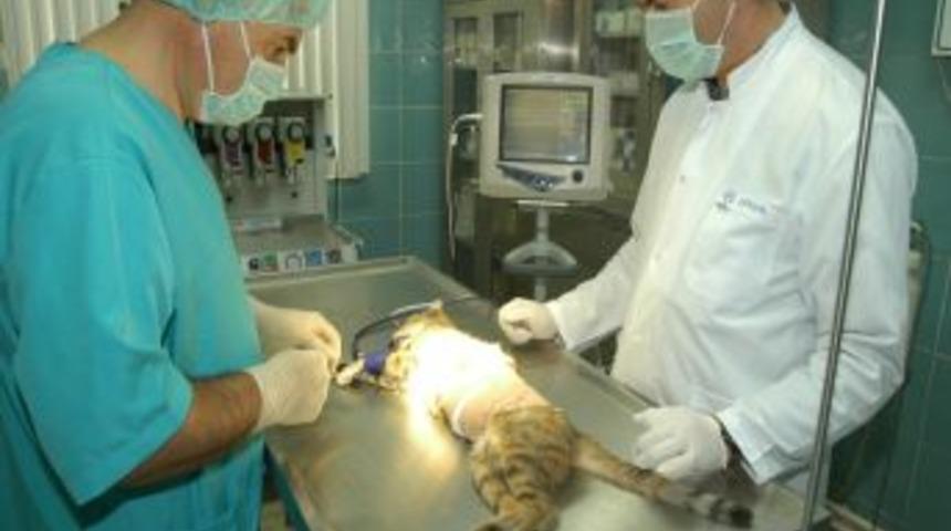 B&uuml;y&uuml;kşehir'den evcil hayvanlara hastane konforunda sağlık hizmeti