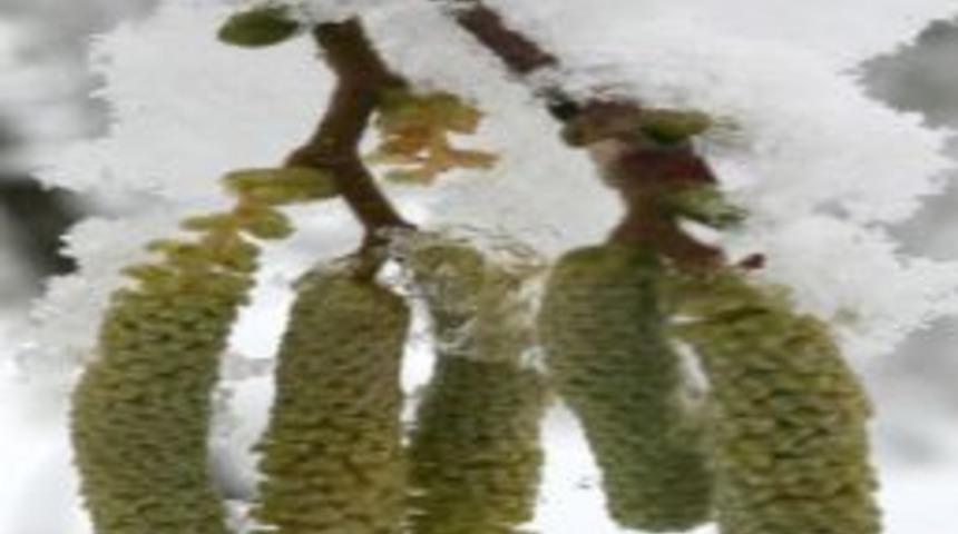 Giresun'da aşırı soğuklar fındığı etkilemedi