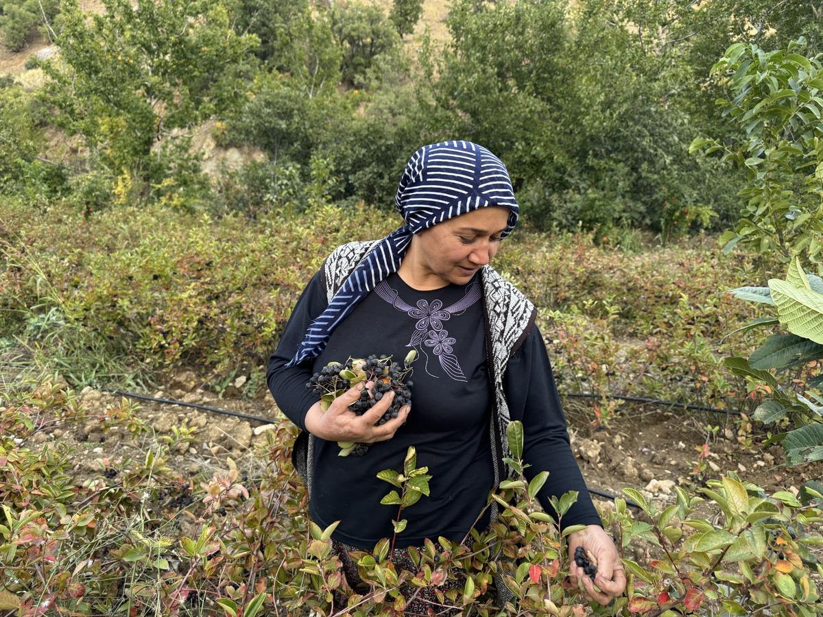 Bahçede yetişiyor, evde tek tek ayıklanıyor: Kilosu 400 TL 5