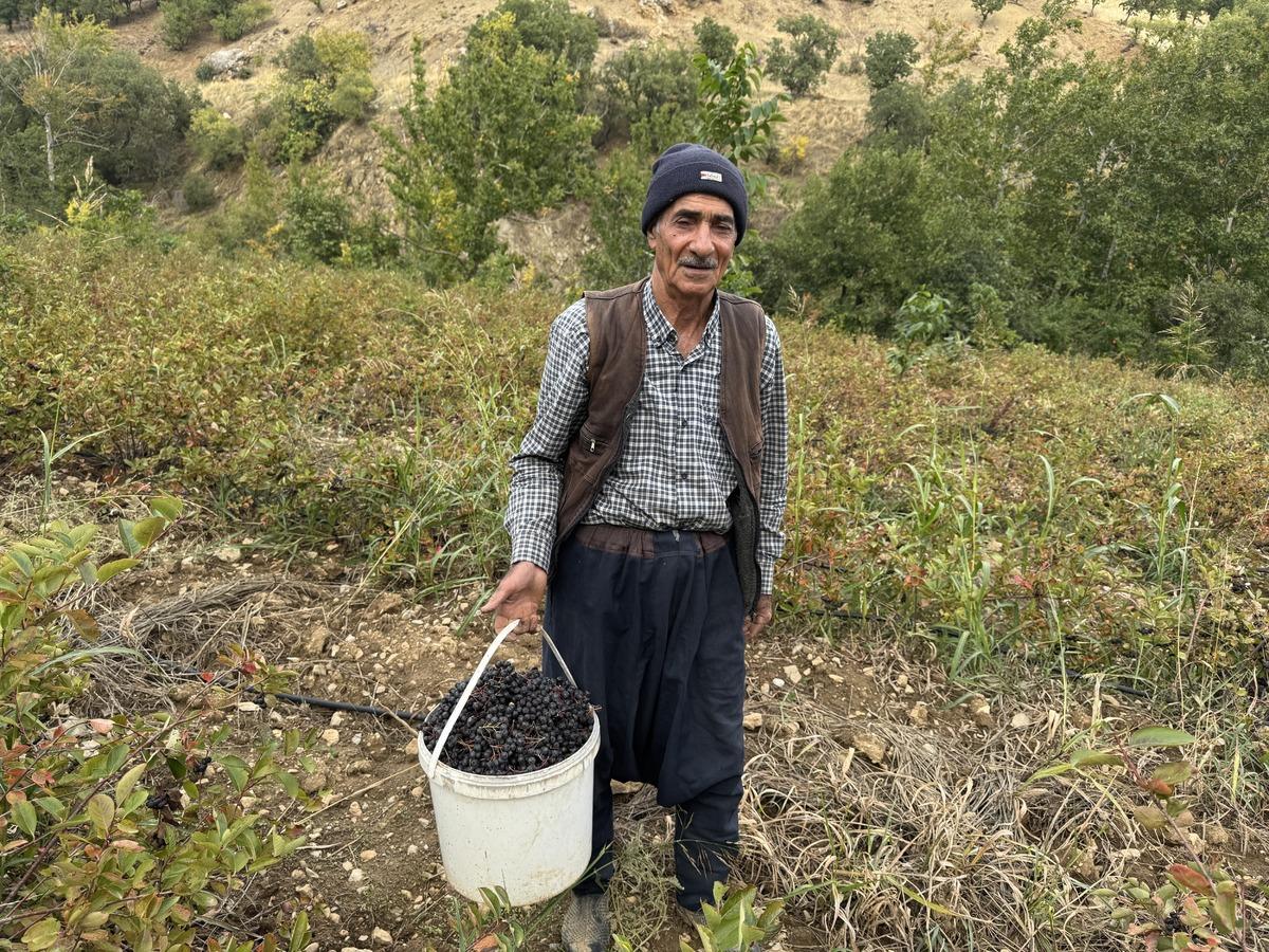 Bahçede yetişiyor, evde tek tek ayıklanıyor: Kilosu 400 TL 3