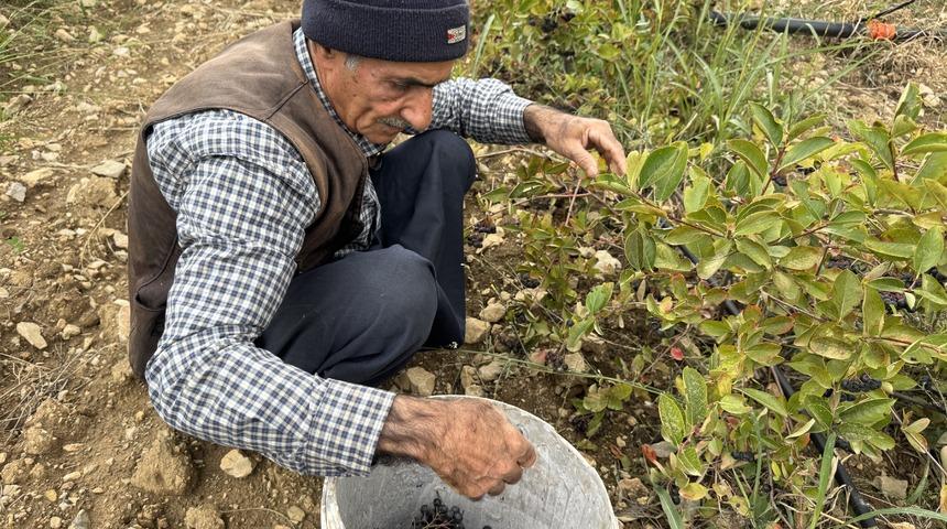 Bah&ccedil;ede yetişiyor, evde tek tek ayıklanıyor: Kilosu 400 TL