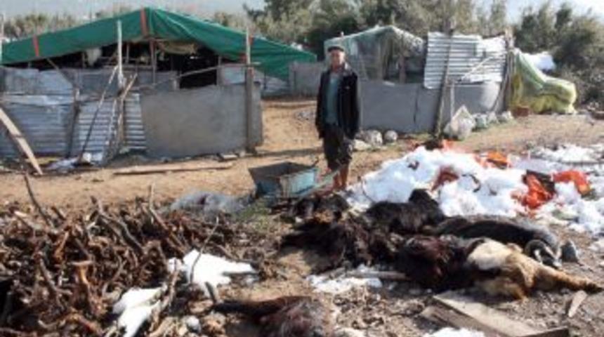 Yem olarak verilen pamuk tohumu 150 ke&ccedil;iyi telef etti