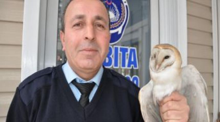 Soğukta &uuml;ş&uuml;ğ&uuml; i&ccedil;in u&ccedil;amayan pe&ccedil;eli baykuş bakıma alındı