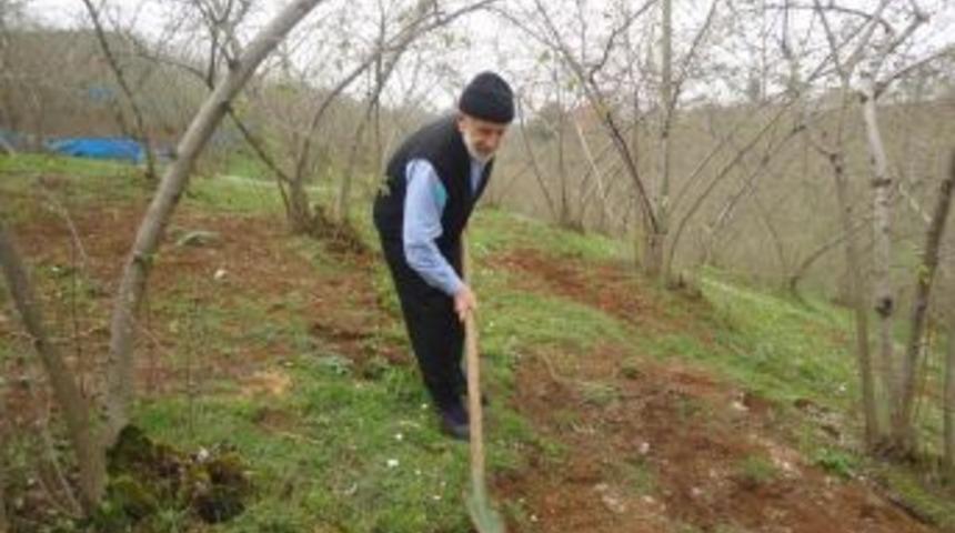 Fındık &uuml;reticilerine &lsquo;rekolte&rsquo; uyarısı