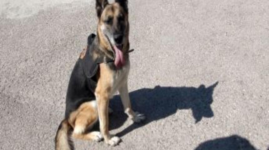 Uyuşturucu satıcıları &Ccedil;arli'den ka&ccedil;amadı