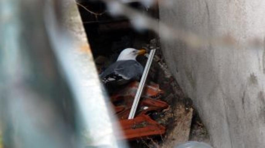 Kedilerden ka&ccedil;arken yaralanan martı, kurtarıldı