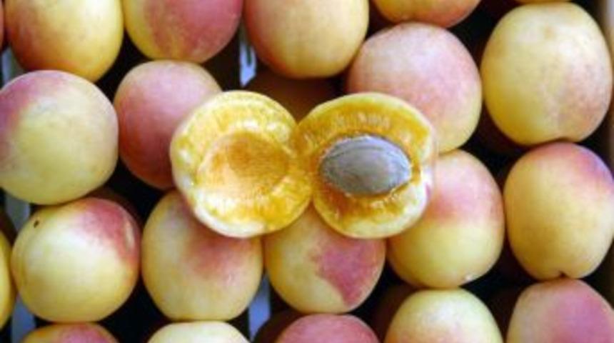 T&uuml;rkiye'nin ilk akredite meyvesi kayısı oldu