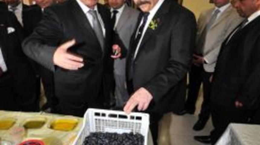 Osmaniye Valisi Cerrah, Burhaniye’deki zeytinciliği inceleyecek